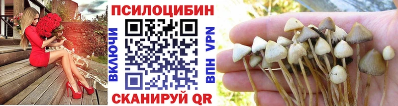 хочу   Порхов  Галлюциногенные грибы Cubensis 